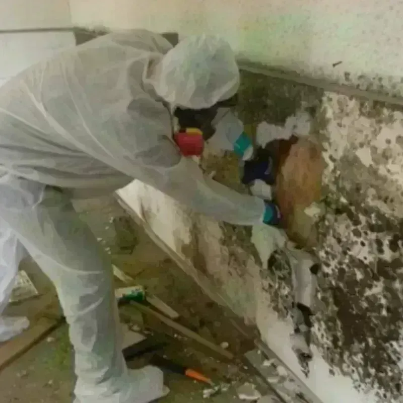 Mold Remediation and Removal in Rancho Penasquitos, CA